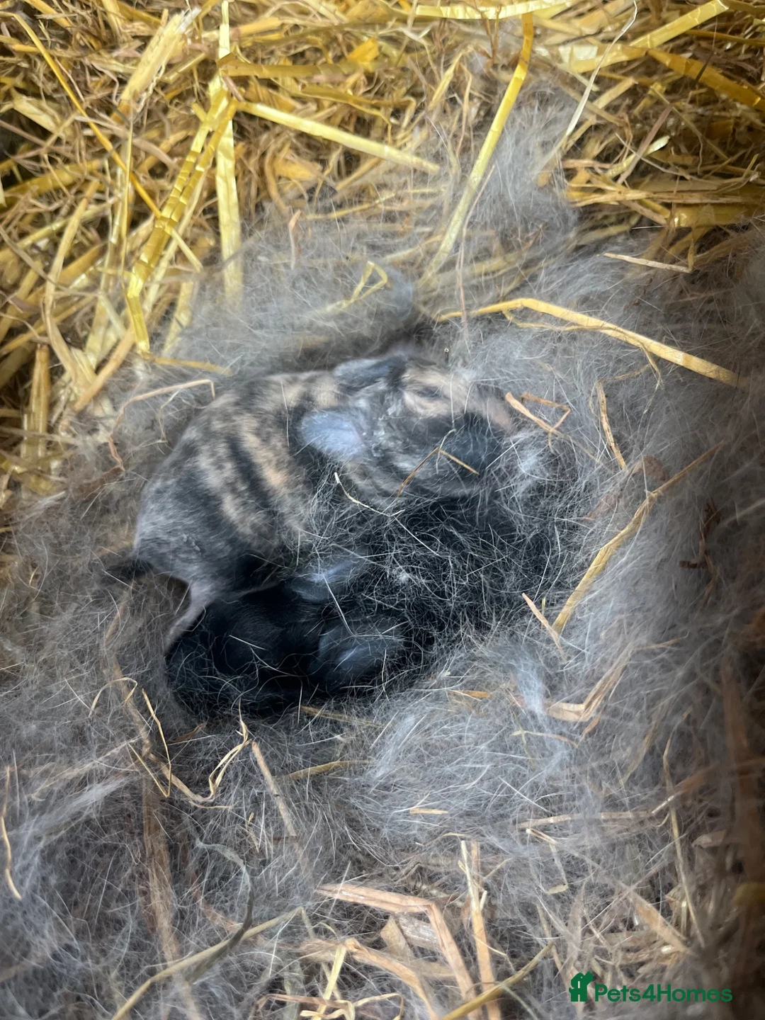 Mini Lop rabbits for sale: Gorgeous mini lop babies  - Advert 4