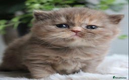British Shorthair cats for sale: Loving British Blues!!! - Image 1