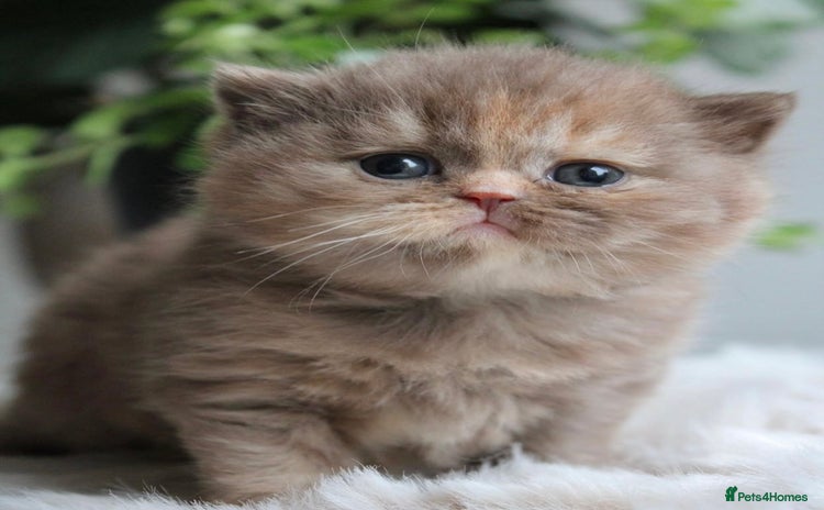 British Shorthair cats - Advert 1