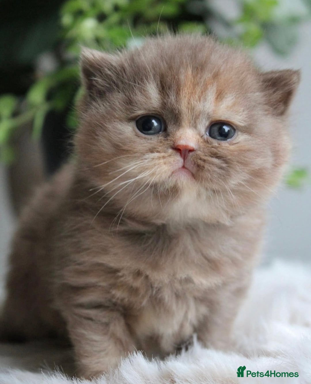 British Shorthair cats for sale: Loving British Blues!!! - Image 1