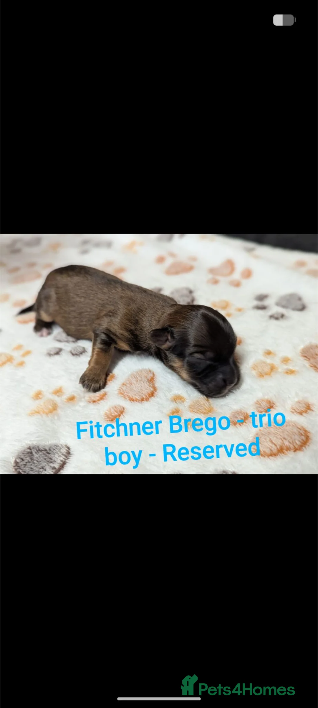 Havanese dogs for sale: Outstanding Purebred Havanese Boys  - Advert 2