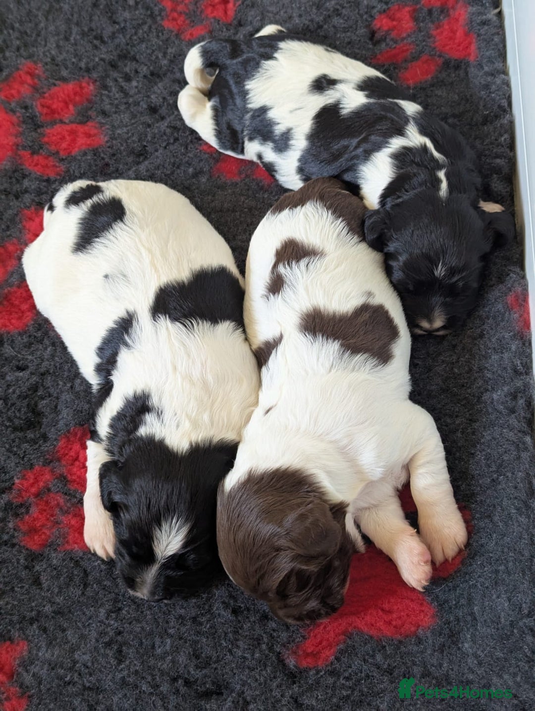 English Springer Spaniel dogs for stud: Stud: Proven KC reg, English Springer Spaniel in Tidworth - Advert 8
