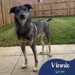 Mixed Breed dogs Meet vinnie,, currently residing in Cheshire  - Advert 2