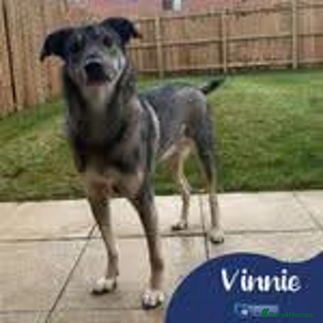 Mixed Breed dogs for adoption: Meet vinnie,, currently residing in Cheshire  in Wilmslow - Advert 1
