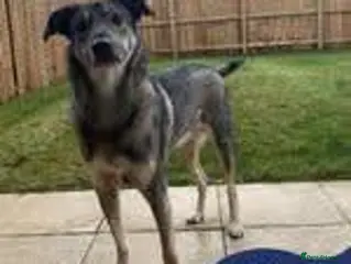 Mixed Breed dogs Meet vinnie,, currently residing in Cheshire - Advert 2