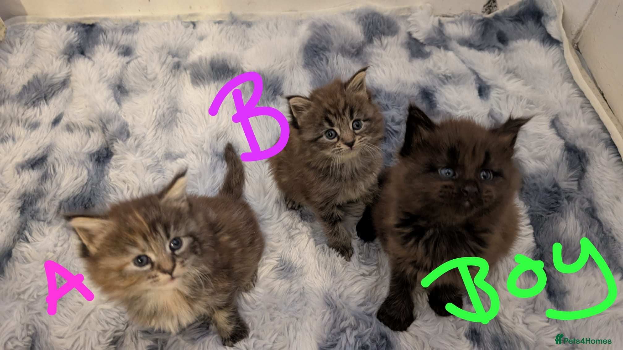 Maine Coon cats Maincoon kittens x3 - Advert 4