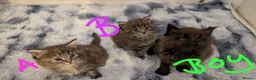 Maine Coon cats for sale: Maincoon kittens x3 - Advert 1