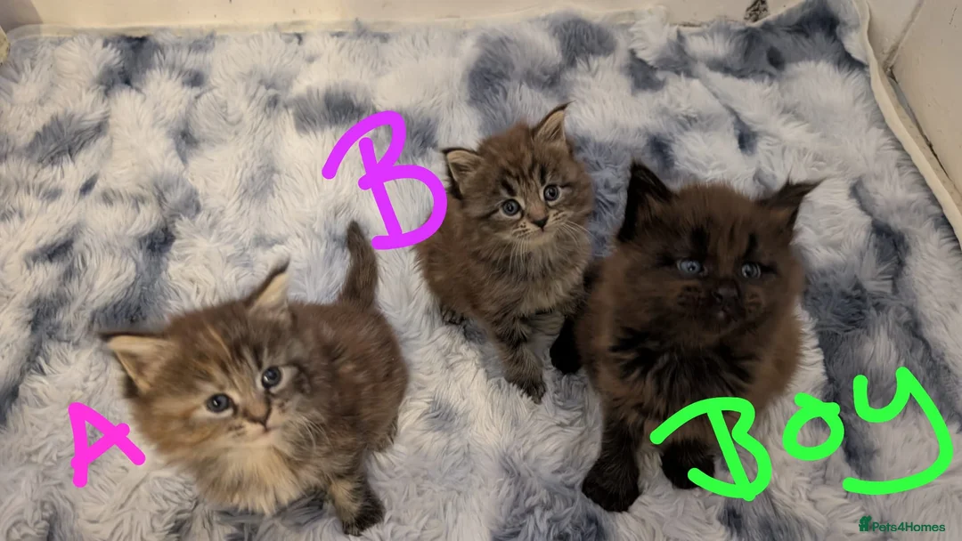 Maine Coon cats for sale: Maincoon kittens x3 - Advert 1