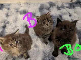 Maine Coon cats Maincoon kittens x3 - Advert 4