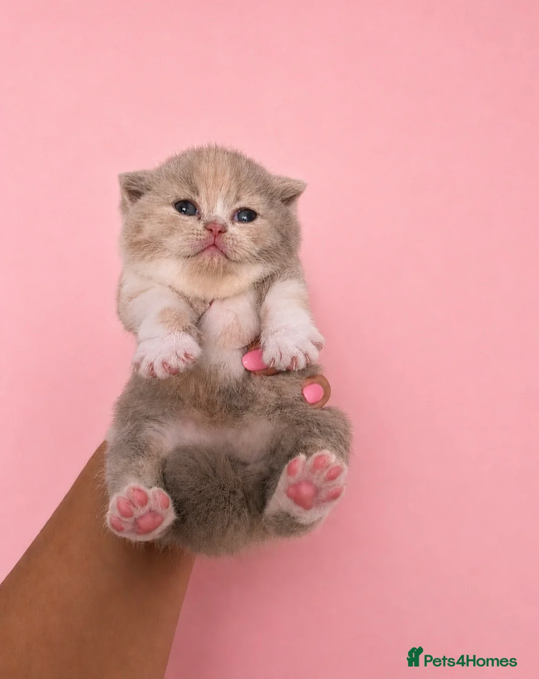 British Shorthair cats for sale: Supreme champion GCCF British Shorthair  - Advert 1