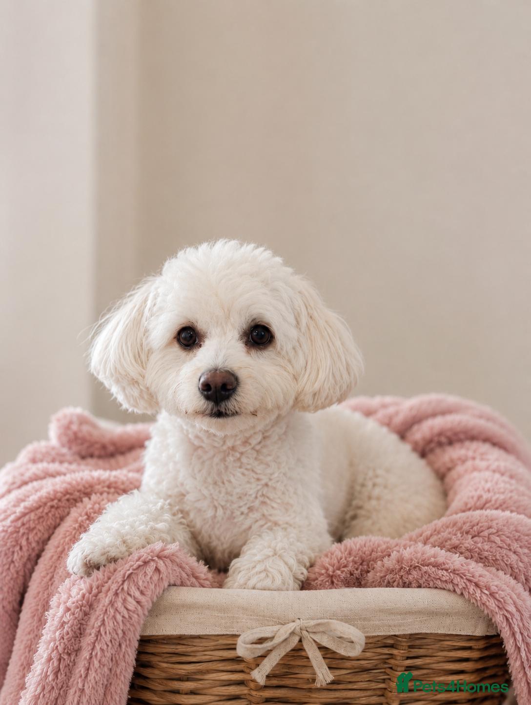 Maltese dogs Mail Maltese - Advert 2