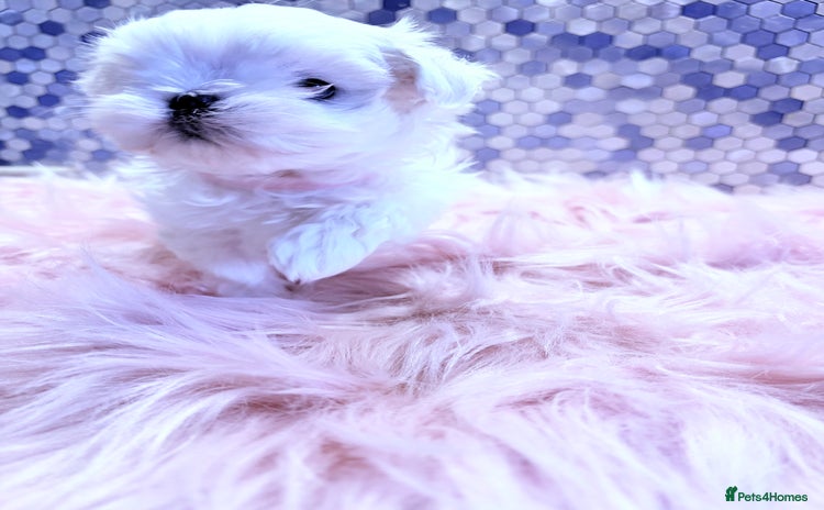 Maltese dogs 🌟🌟Full Korean Baby pups🌟🌟 - Advert 2