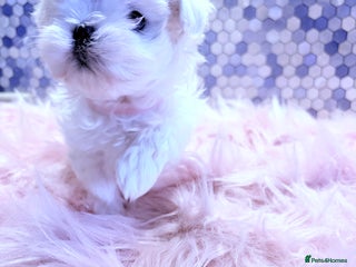 Maltese dogs 🌟🌟Full Korean Baby pups🌟🌟 - Advert 4