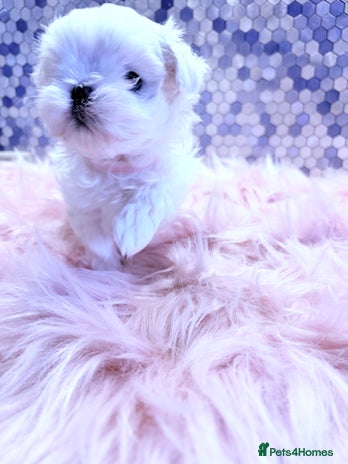 Maltese dogs 🌟🌟Full Korean Baby pups🌟🌟 - Advert 2