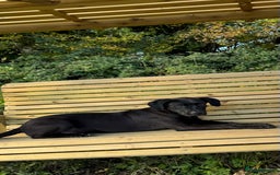 Mixed Breed dogs for sale: Our lovely boy  - Advert 1