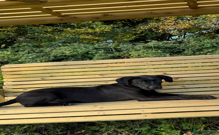 Mixed Breed dogs Our lovely boy  - Advert 2