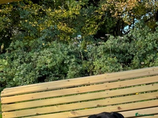 Mixed Breed dogs for sale: Our lovely boy - Advert 1