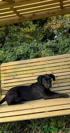 Mixed Breed dogs Our lovely boy - Advert 8