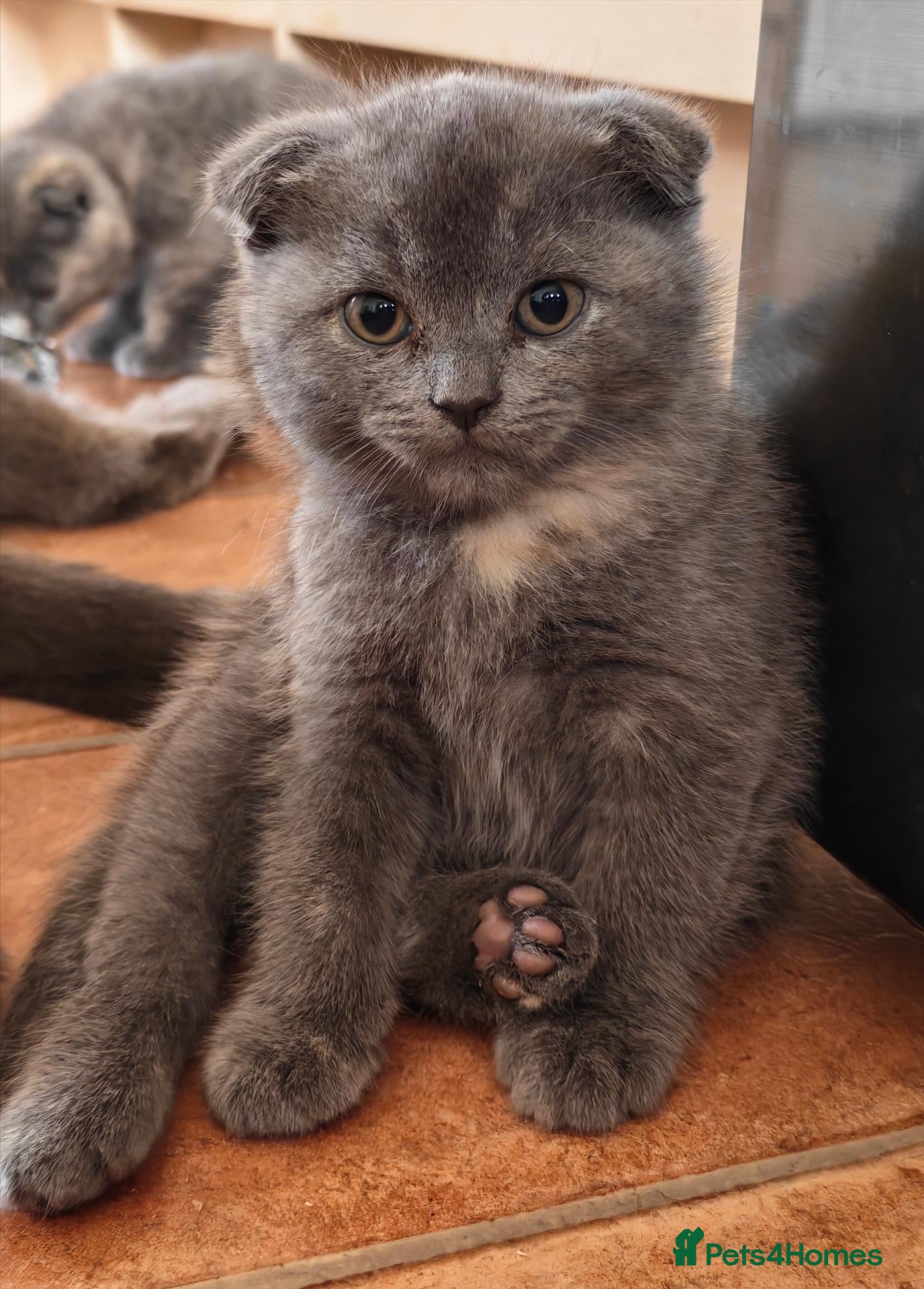 Scottish Fold cats Scottish fold kittens - Advert 3