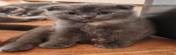 Scottish Fold cats for sale: Scottish fold kittens - Advert 4