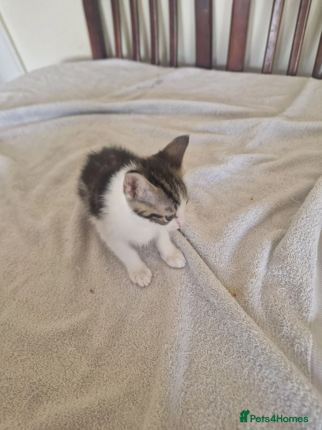 Mixed Breed cats for sale: Male kitten for sale  in South Croydon - Advert 1