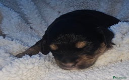 Cockapoo dogs for sale: The best cockapoos  - Image 12