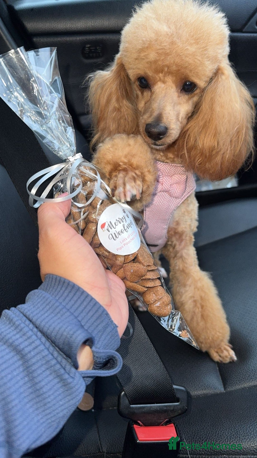 Toy Poodle dogs Toy poodle female  - Advert 3