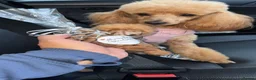 Toy Poodle dogs for sale: Toy poodle female  - Advert 5