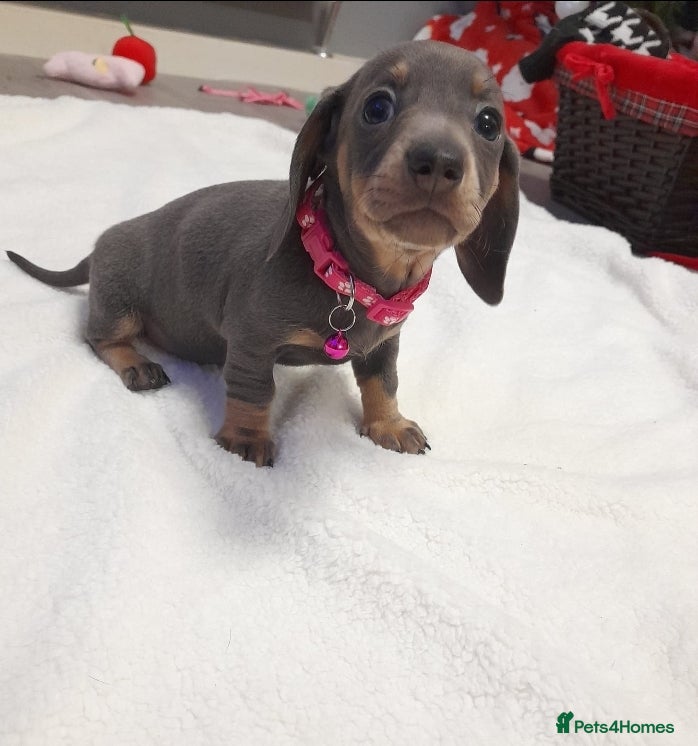 Miniature Dachshund dogs *REDUCED* 1 GIRL LEFT  - Advert 18