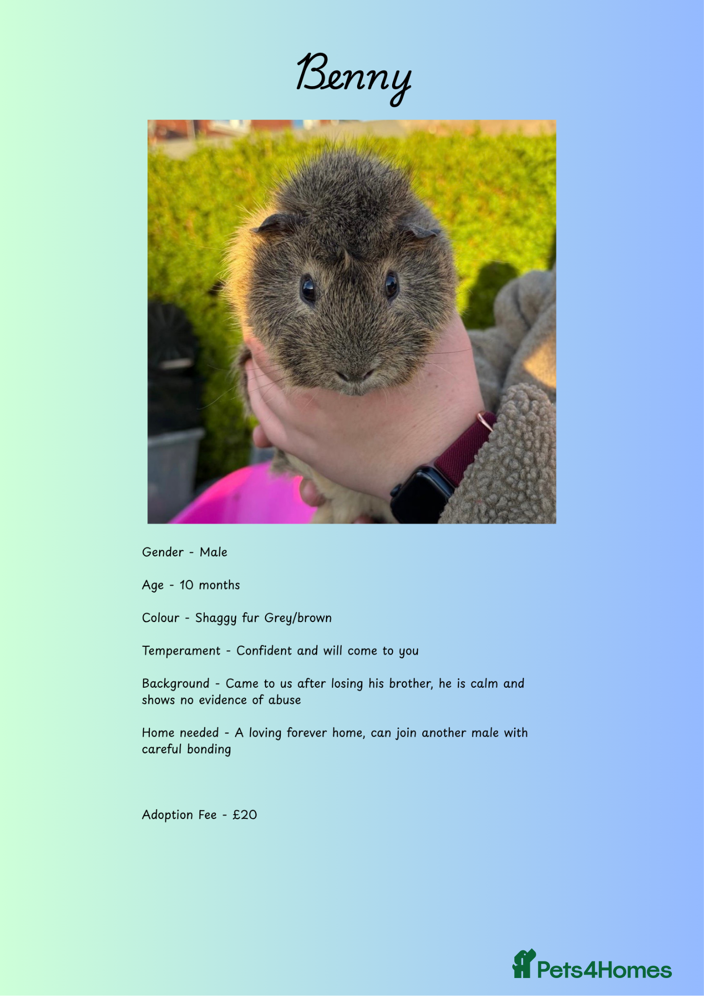 Guinea Pig rodents £10 each! Male Piggies Up For Adoption  - Advert 22