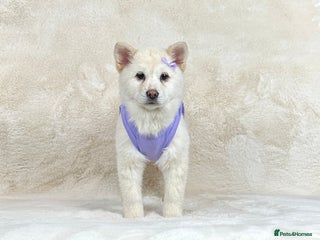 Chow Chow dogs - Advert 8