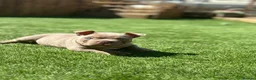 American Bully dogs for sale: Micro exotic female in New Milton - Advert 4