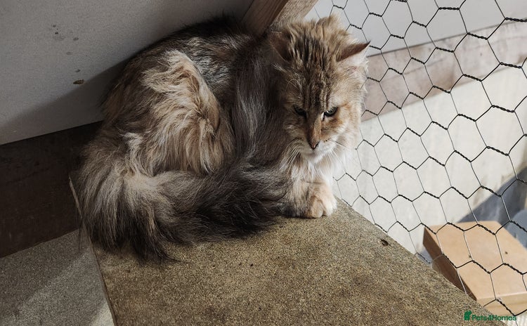 Siberian cats - Advert 1