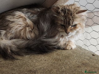 Siberian cats - Advert 24