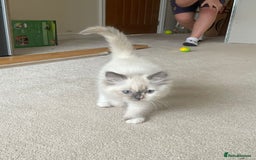 Ragdoll cats for sale: Ragdoll Kitten - Image 5