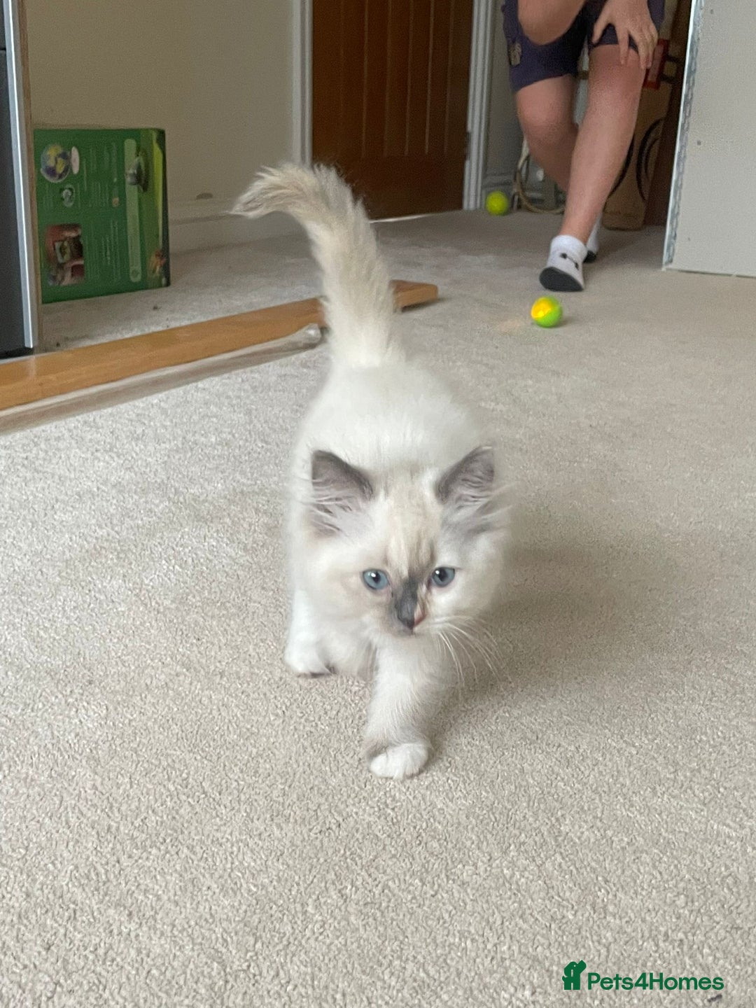 Ragdoll cats for sale: Ragdoll Kitten - Image 5
