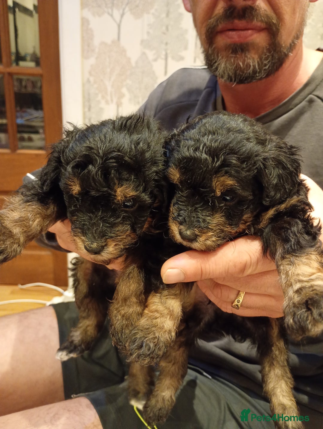 Mixed Breed dogs for sale: Beautiful pomapoo X puppies  - Image 2