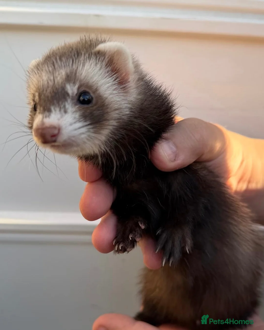 Ferret rodents for sale: 1/2 micro ferret hobs - Advert 4