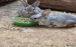 Rex rabbits for sale: Gorgeous rex rabbits - Image 12