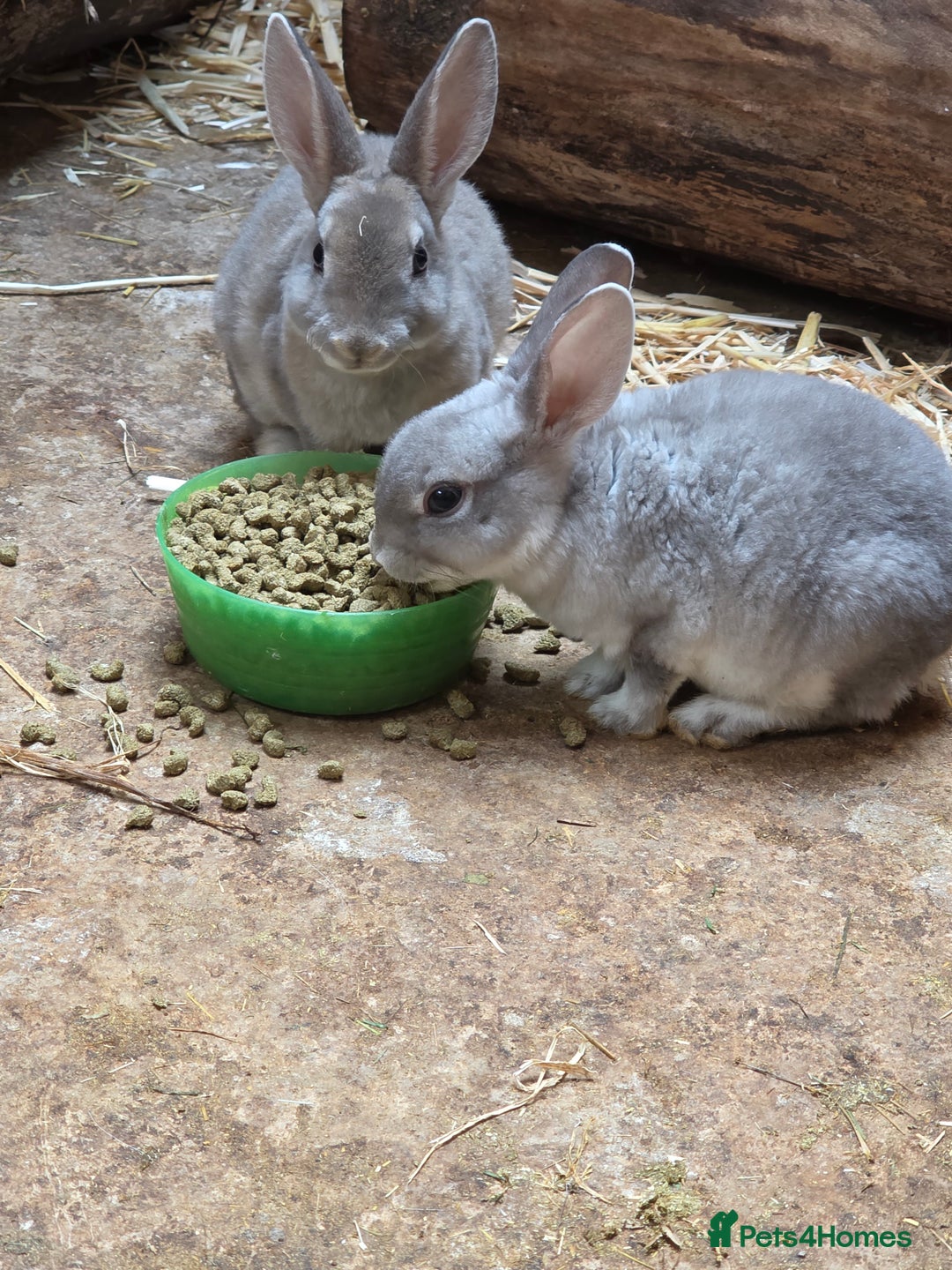 Rex rabbits for sale: Gorgeous rex rabbits - Image 12
