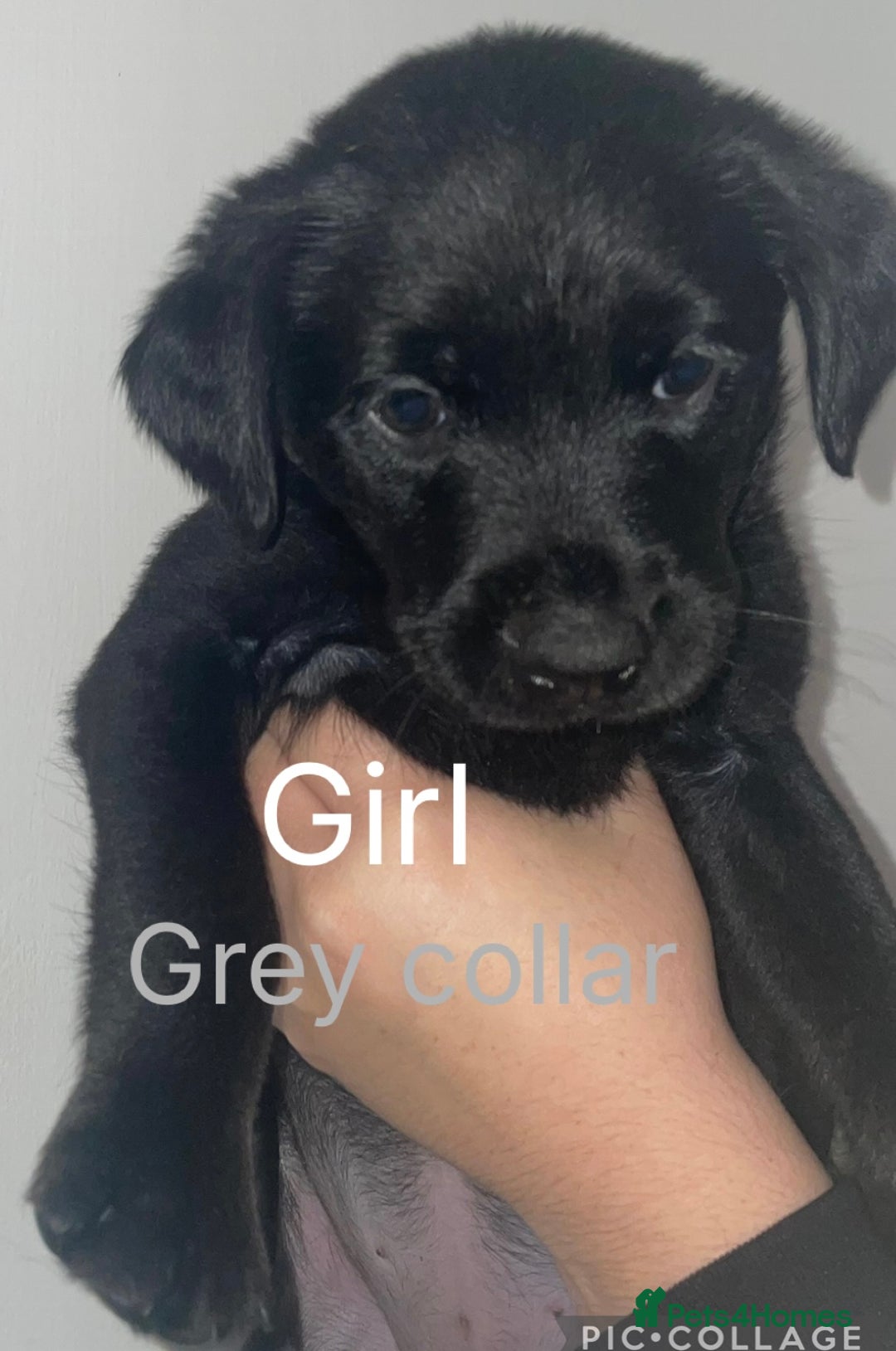Mixed Breed dogs for sale: YOUR NEW BEST FRIEND IS WAITING!  - Image 7