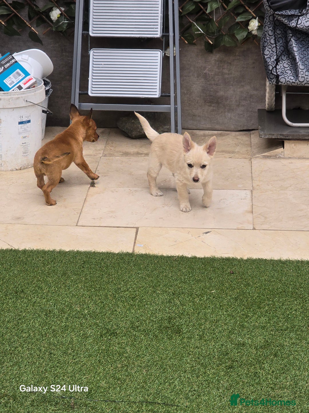 Mixed Breed dogs for sale: Puppy  - Advert 6
