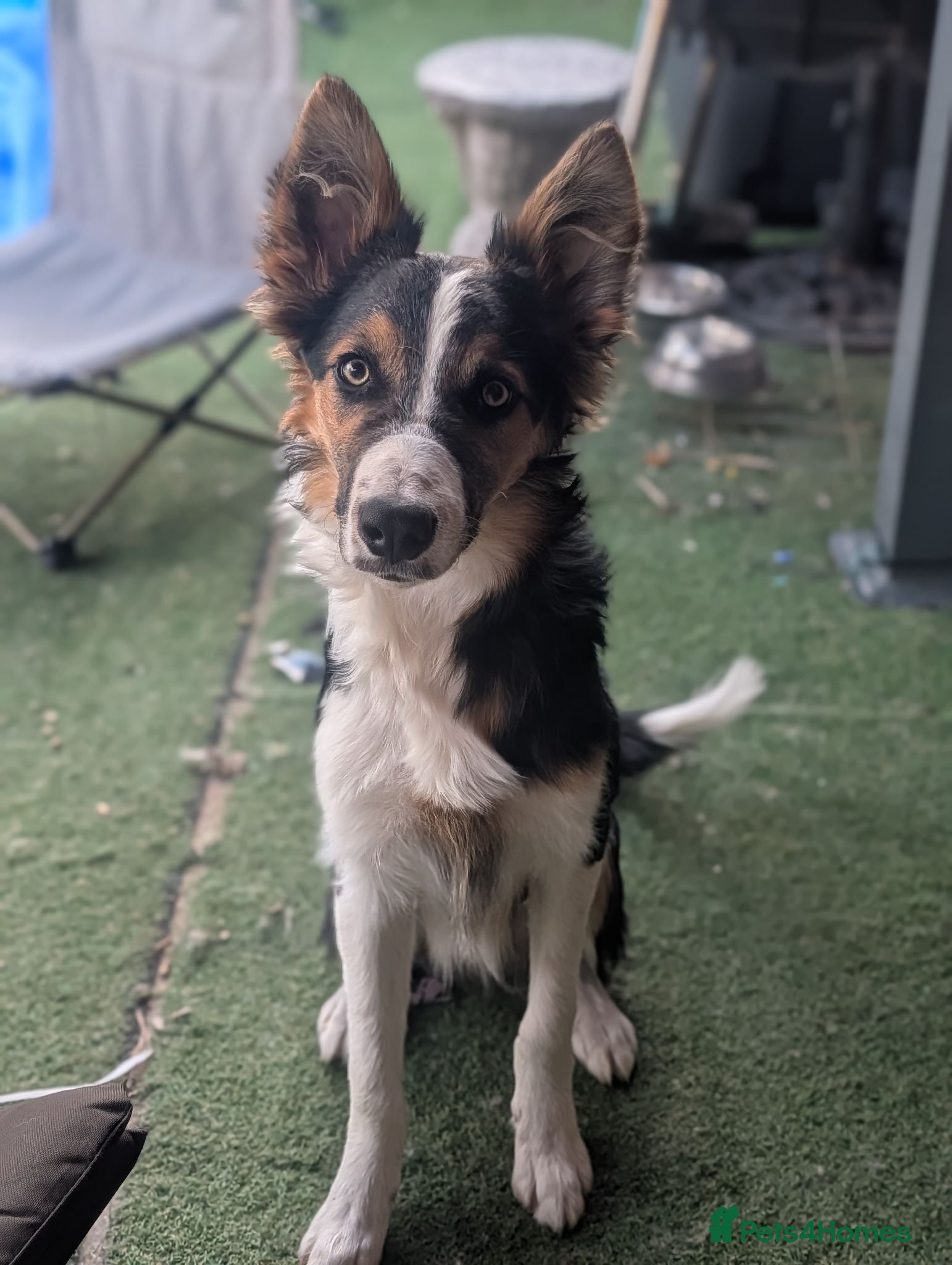 Border Collie dogs 6 month old male border collie  - Advert 2
