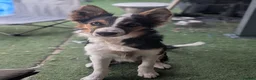 Border Collie dogs for sale: 6 month old male border collie  - Advert 1