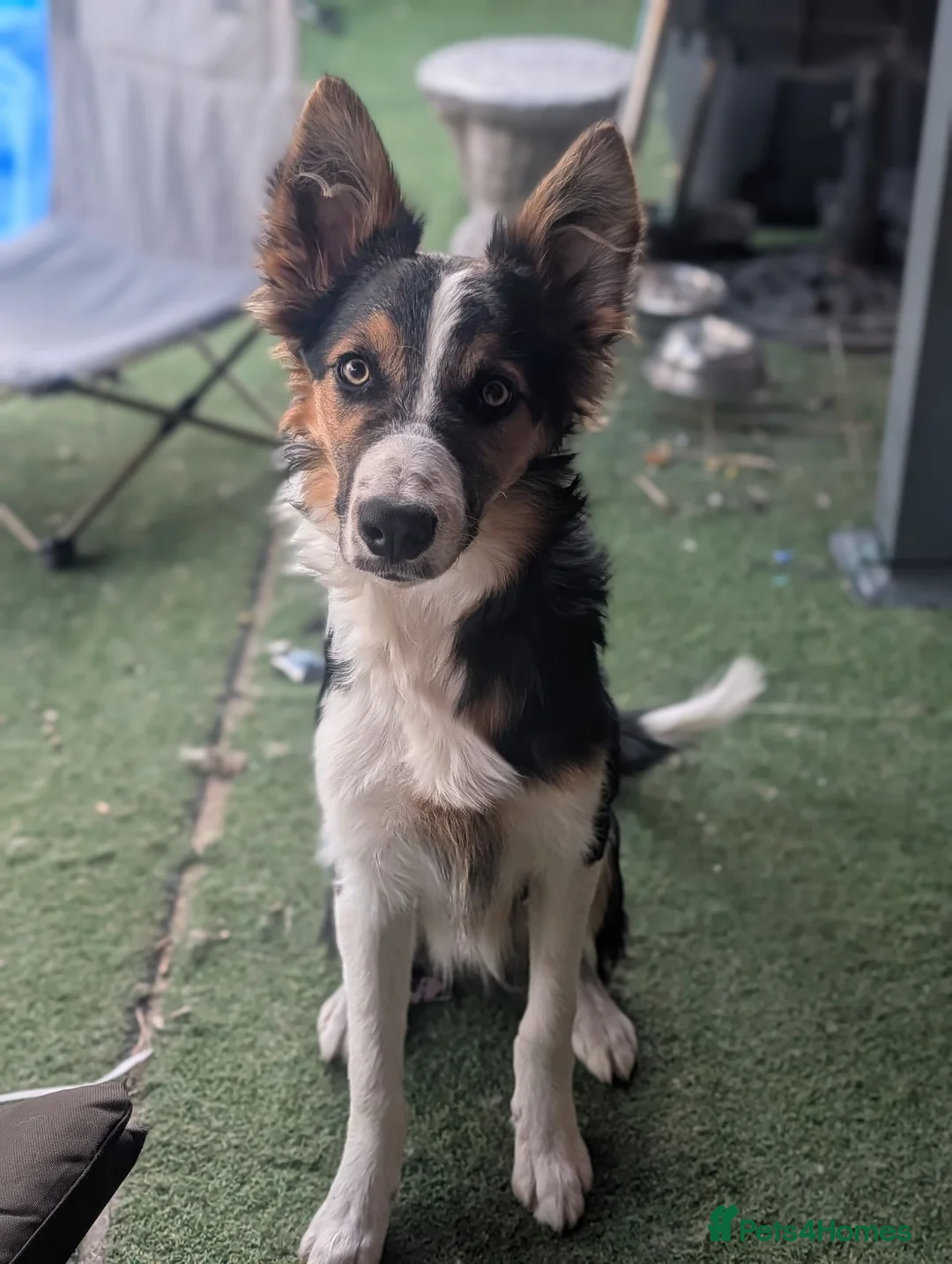 Border Collie dogs for sale: 6 month old male border collie  - Advert 1