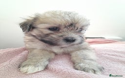 Mixed Breed dogs for sale: Jack Tzu  - Image 10