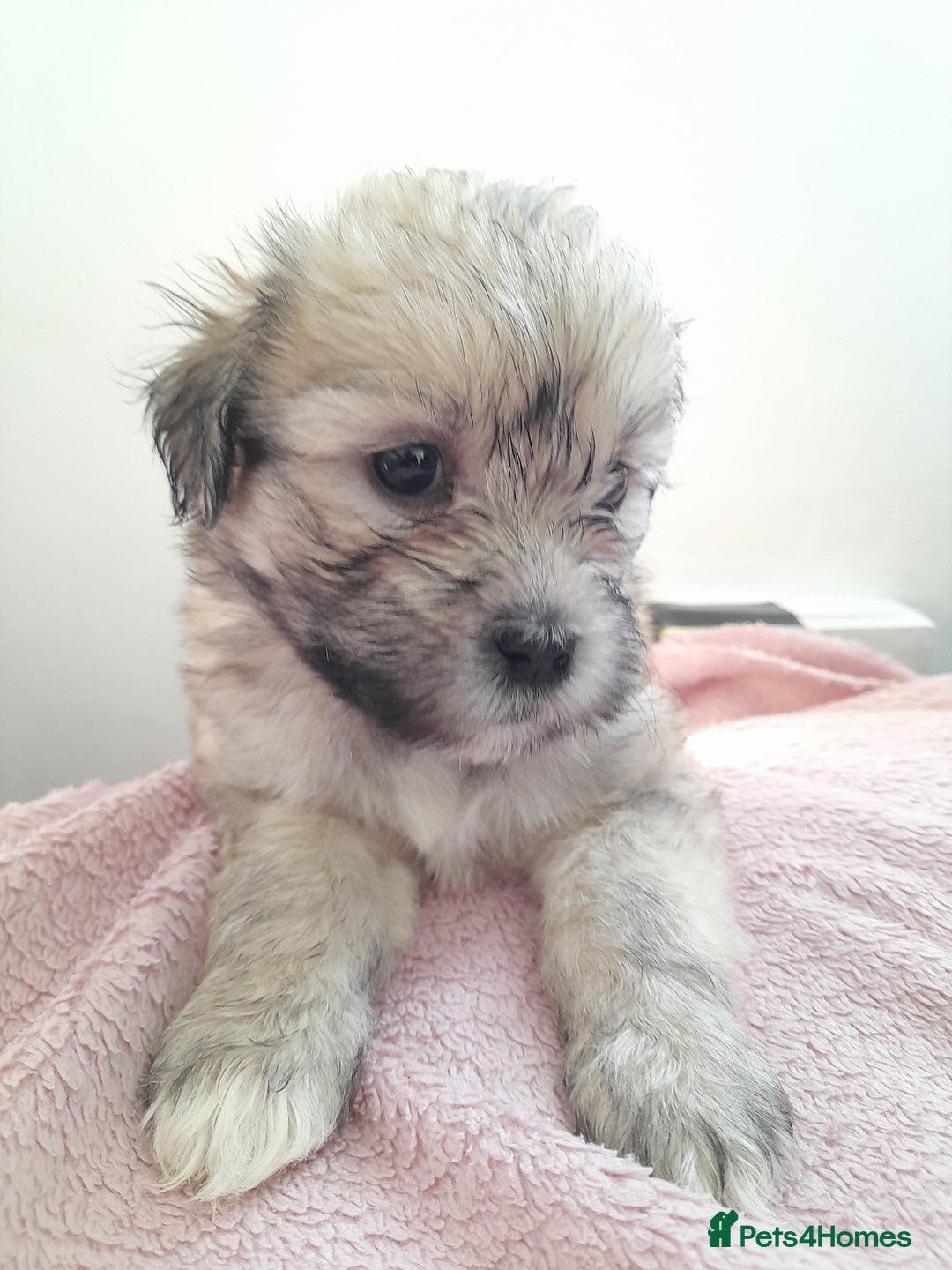 Mixed Breed dogs for sale: Jack Tzu  - Image 10