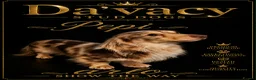 Miniature Dachshund dogs for stud: Miniature long hair dachshund  - Advert 1