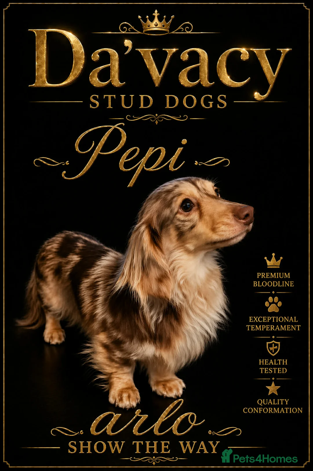 Miniature Dachshund dogs for stud: Miniature long hair dachshund  - Advert 1