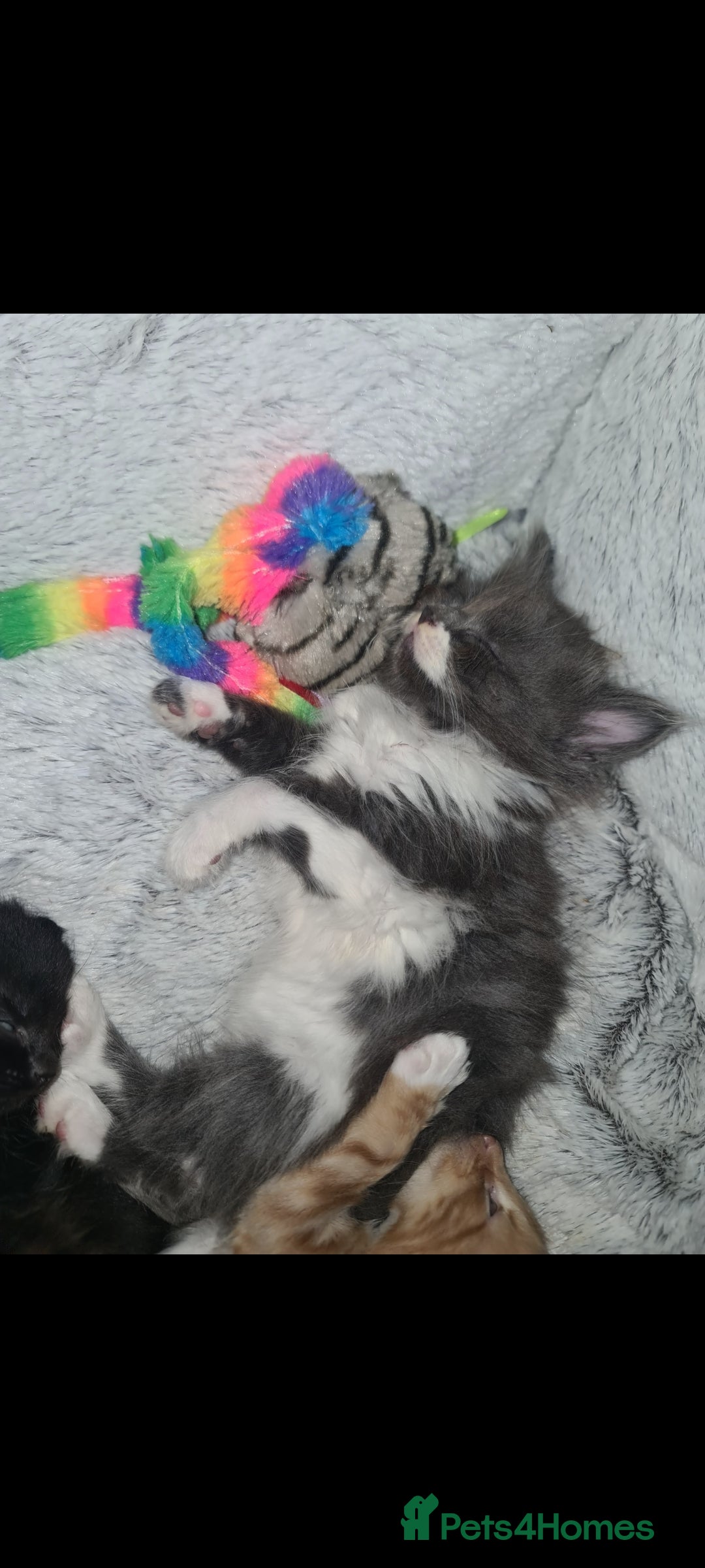 British Longhair cats for sale: Beautiful playful kittens  - Image 1